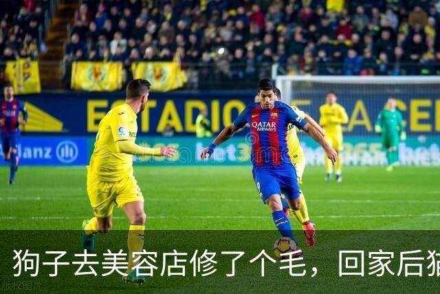 狗子去美容店修了个毛，回家后猫咪直接炸毛：这丑狗是谁？铲屎的，你接错狗了吧！